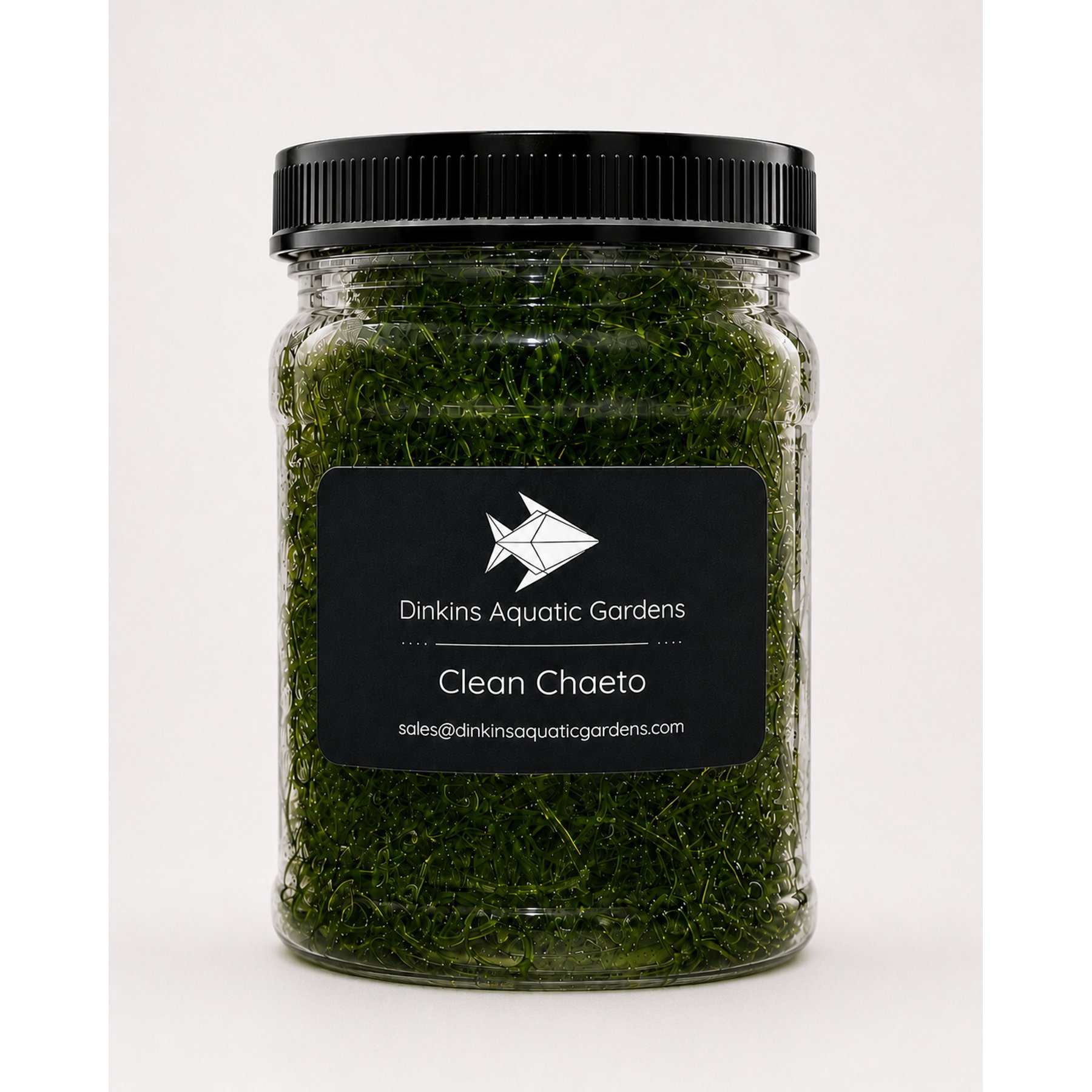 Dinkins Aquatic Gardens Clean Chaeto Live Plant Infused with Reef Snacklebox, Green