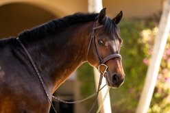 Huntley Equestrian Fancy Stitched Padded Traditional Horse Bridle, Full