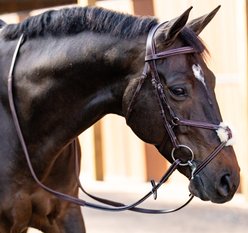 Huntley Equestrian Sedgwick Leather Padded Monocrown Horse Figure 8 Bridle, Cob