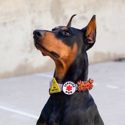 Jiby Dog Crew Service Jiby Dog Collar Accessory slide 2 of 8