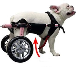 Walkin' Pets Belly Support Dog Wrap, Small