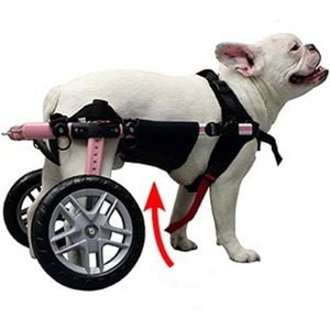 Walkin' Pets Belly Support Dog Wrap, X-Small