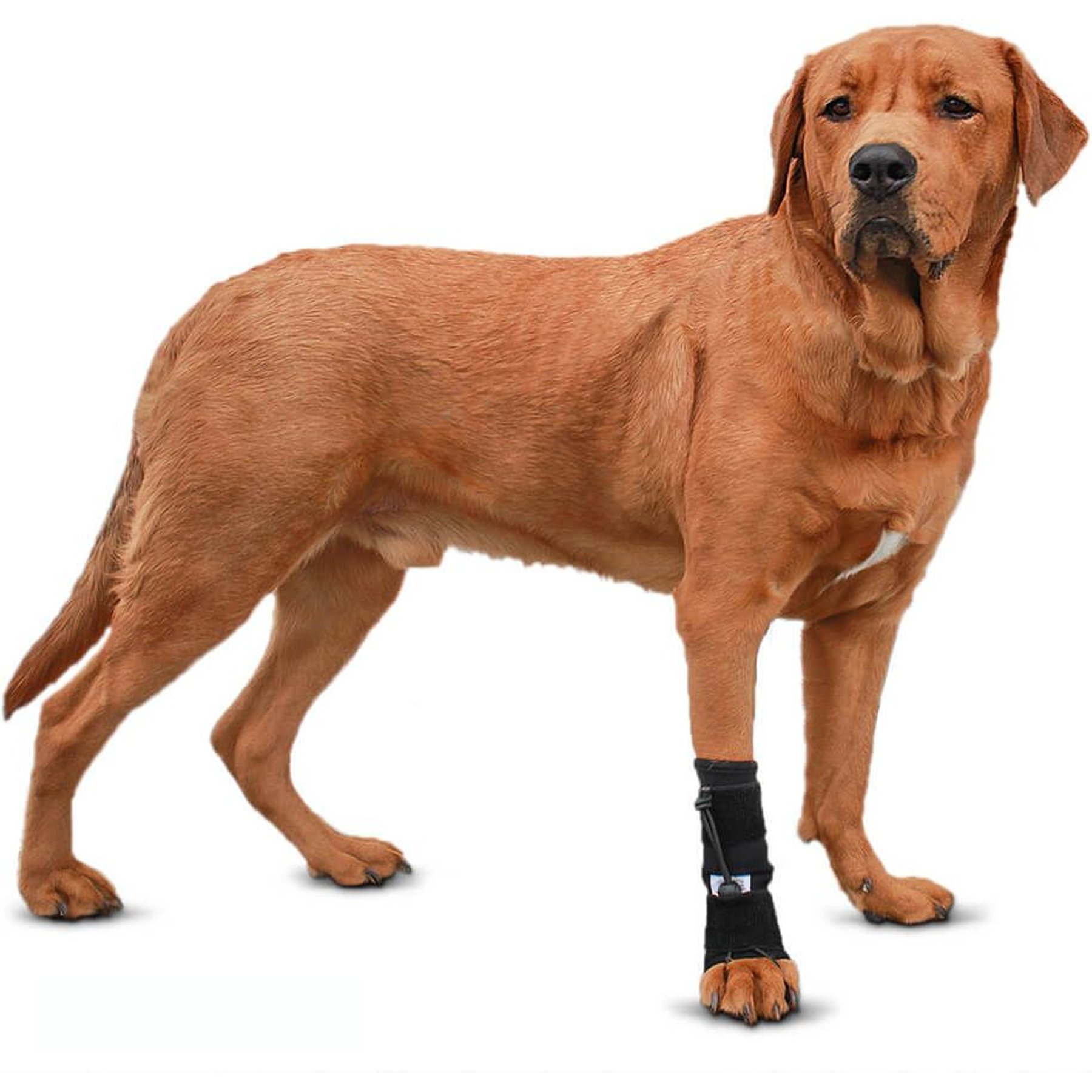 Walkin' Pets Front No-Knuckling Dog Training Sock, X-Large