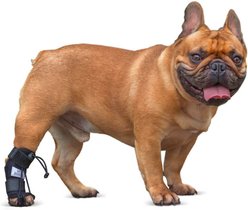 Walkin' Pets Rear No-Knuckling Dog Training Sock, X-Large