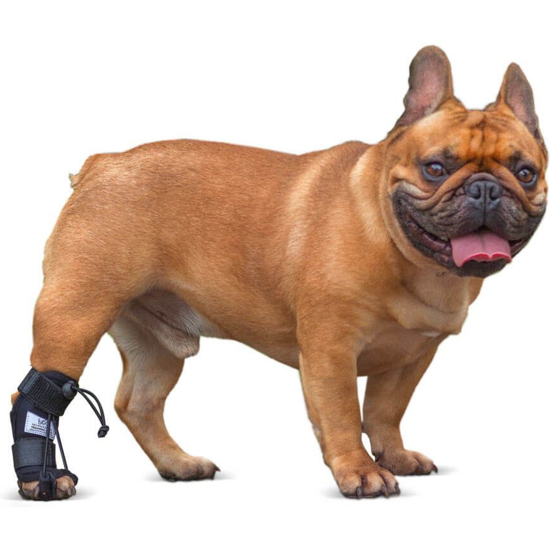 Walkin' Pets Rear No-Knuckling Dog Training Sock, Large