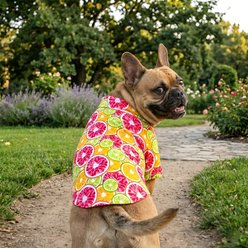 Doggie Design Hawaiian Dog Camp Shirt, X-Large, Citrus Slice slide 2 of 5