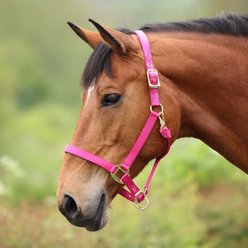 Shires Equestrian Products ARMA Premium Adjustable Nylon Horse Halter, Raspberry, Pony