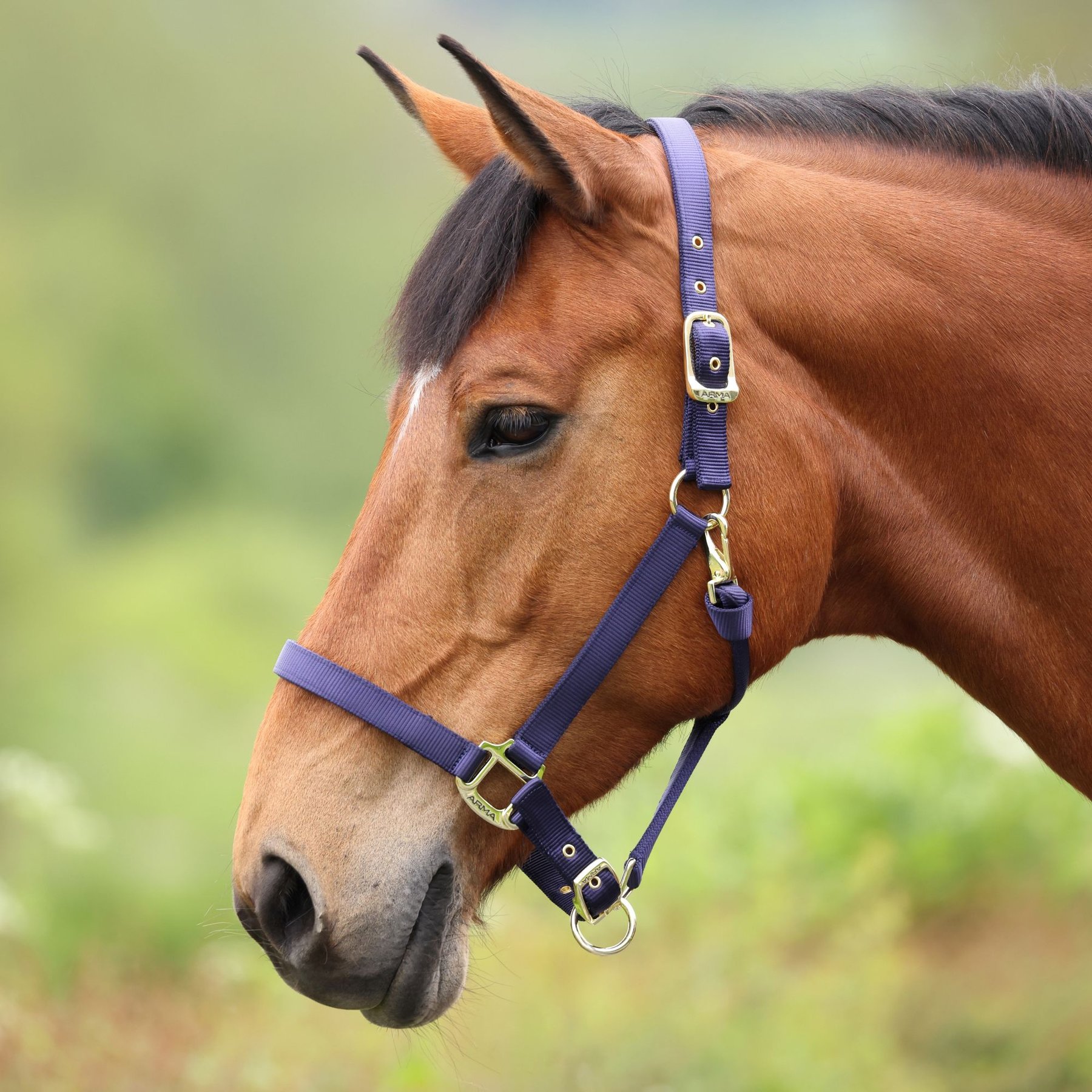 Shires Equestrian Products ARMA Premium Adjustable Nylon Horse Halter, Navy, Full