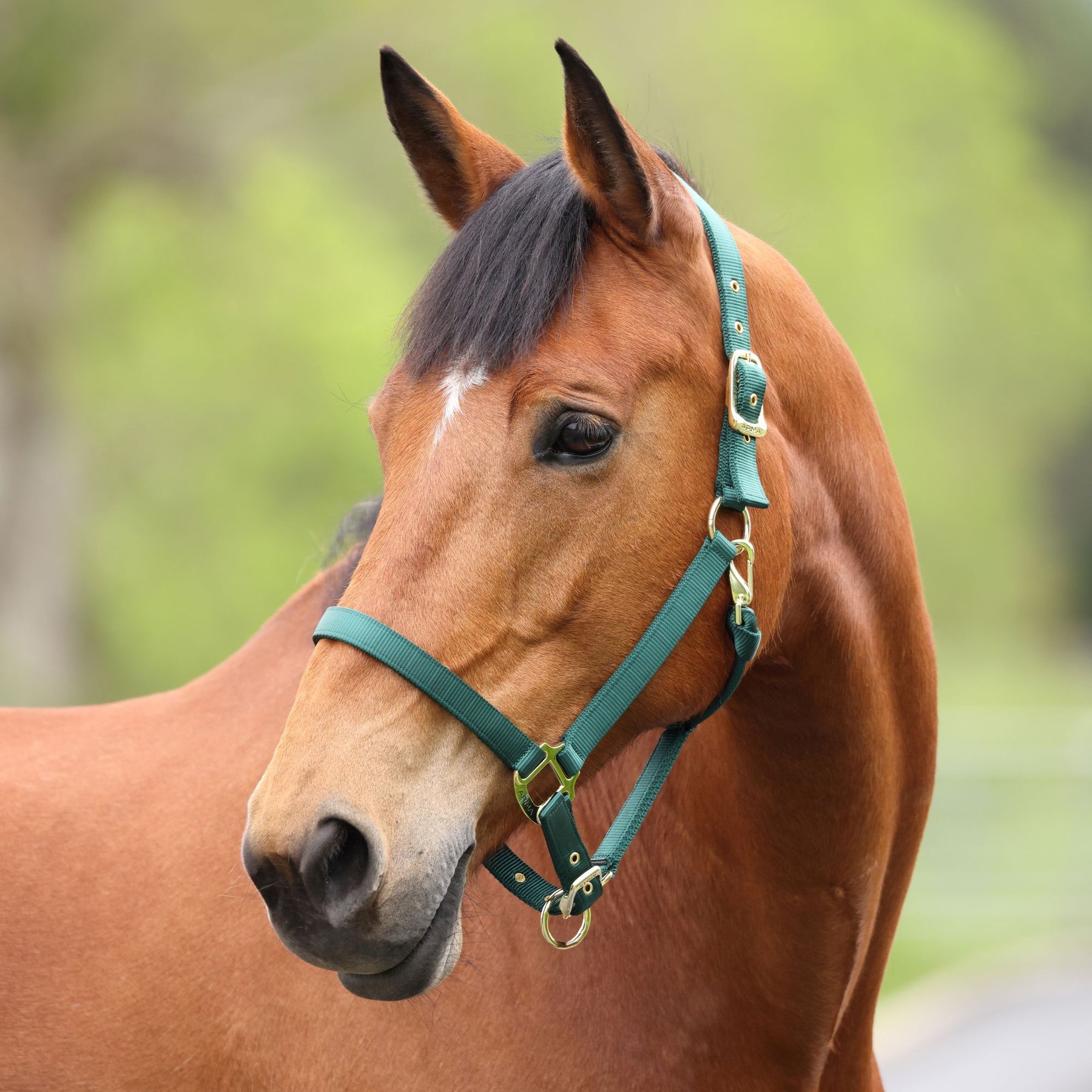 Shires Equestrian Products ARMA Premium Adjustable Nylon Horse Halter, Hunter, Pony