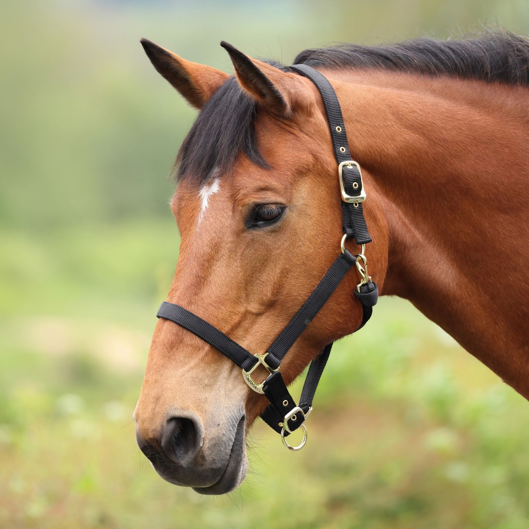 Shires Equestrian Products ARMA Premium Adjustable Nylon Horse Halter, Black, Full