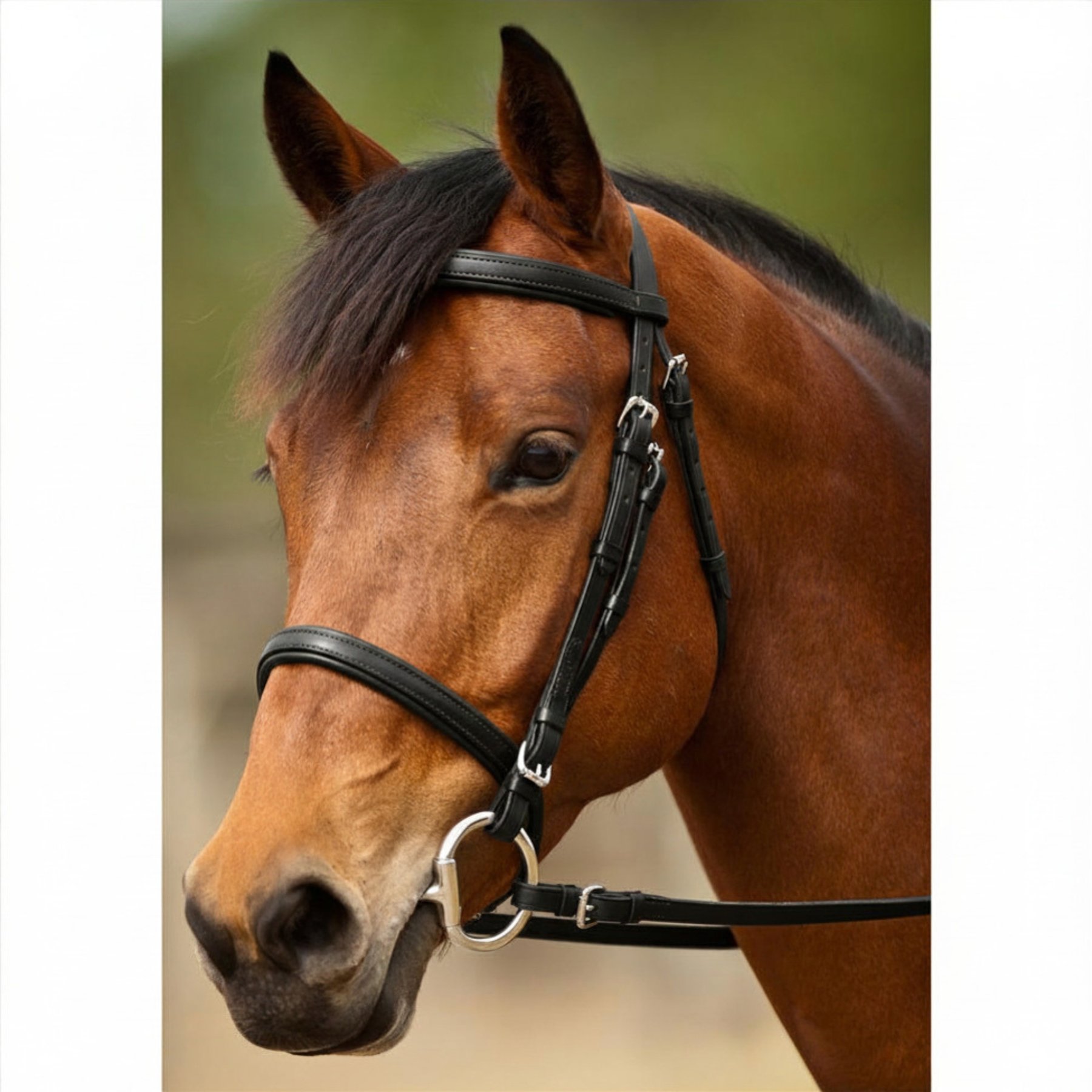 Nunn Finer Event Horse Bridle, Black & Stainless, Oversize