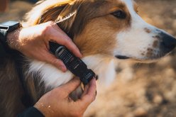 Ruffwear Ridgeline Reflective Dog Collar, Obsidian Black, 20 to 26-in neck, 1-in wide slide 2 of 6