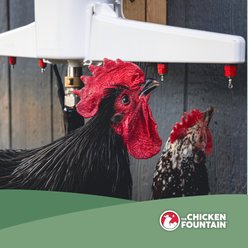 The Chicken Fountain Chicken Waterer slide 2 of 7