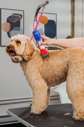 Andis eMERGE Lite AGR-3 Dog Clipper, Cosmic Crush slide 2 of 7