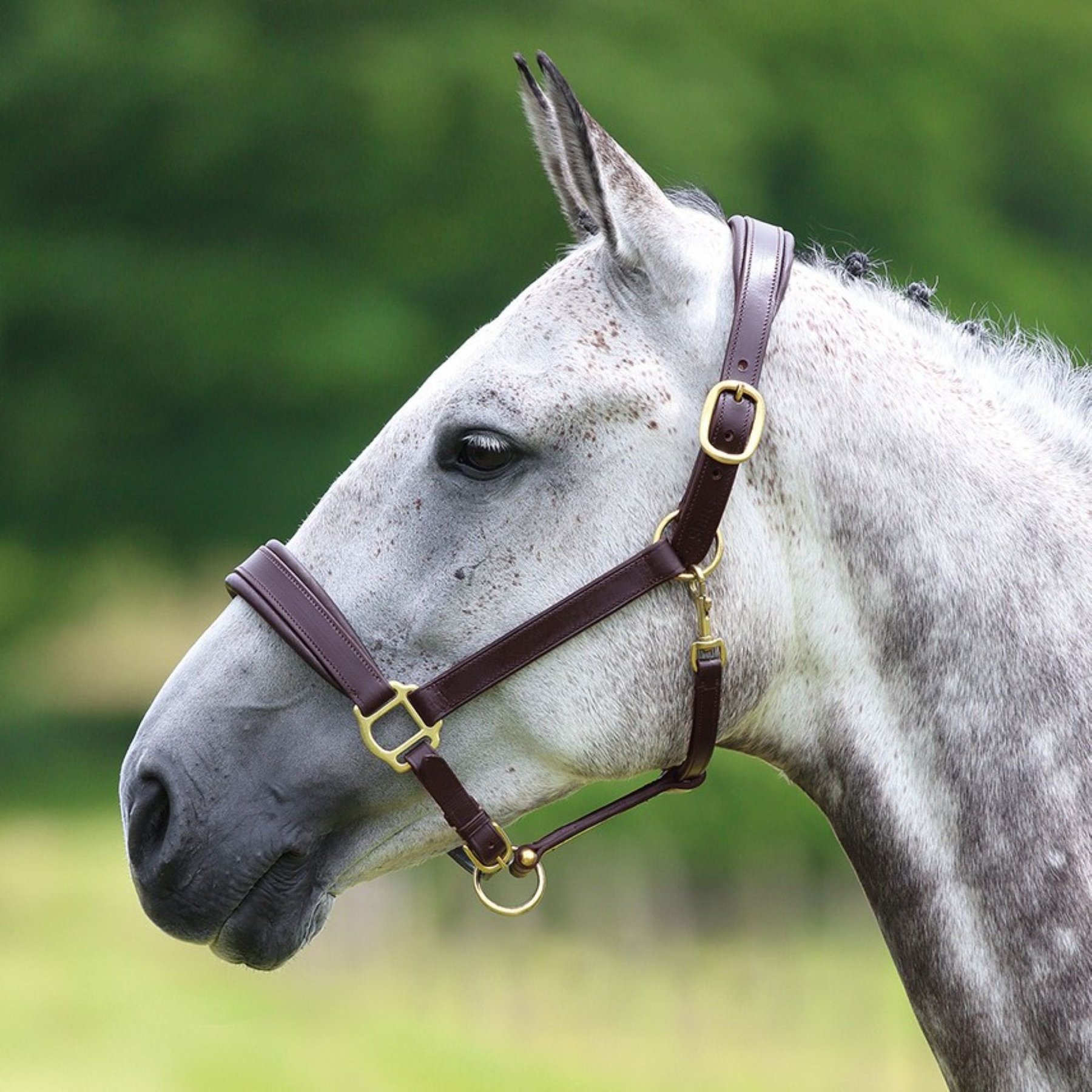 Shires Equestrian Products Velociti GARA Leather Travel Horse Headcollar, Havana, Extra Full
