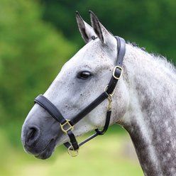 Shires Equestrian Products Velociti GARA Leather Travel Horse Headcollar, Black, Cob