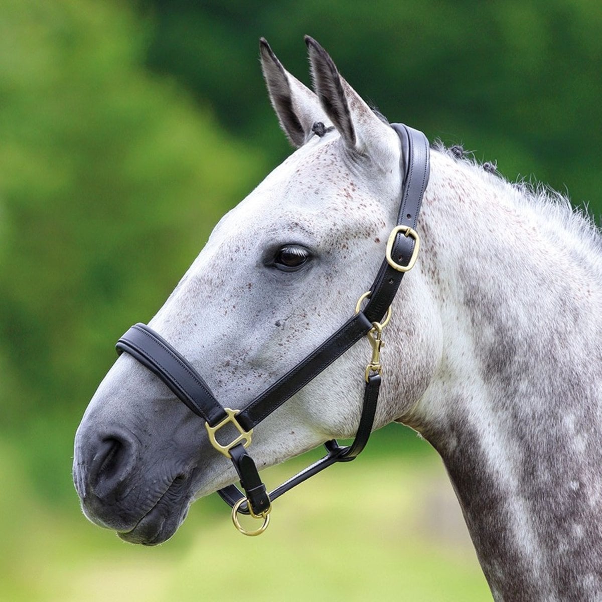Shires Equestrian Products Velociti GARA Leather Travel Horse Headcollar, Black, Cob