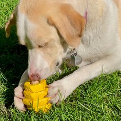Project Hive Pet Company Hive Pumpkin Dental Enrichment Set Dog Toy, Yellow, Large slide 2 of 8