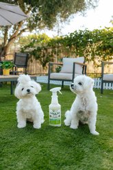 Mosquito Magician Mint Dog Flea & Tick Spray, 32-fl oz bottle slide 2 of 9