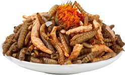 Petfu Apollo1 Series 6-in-1 Poultry Treat Mix High Protein Dry Food Chicken & Bird Treats, 1-lb bag slide 2 of 7