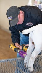 Weaver Livestock Mini Roto Farm Animal Brush, Purple slide 2 of 4