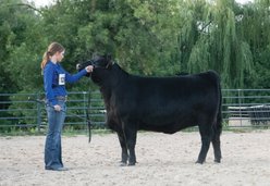 Weaver Livestock Stierwalt Carbon Fiber Cattle Show Stick, 60-in slide 2 of 3