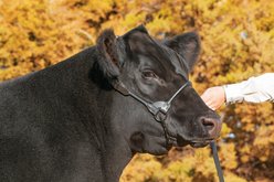Weaver Livestock Black Magic Show Cattle Halter, Small slide 2 of 6
