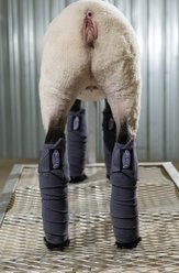 Weaver Livestock Sheep & Goat Fleece Leg Wraps, 4 count, Steel slide 2 of 2
