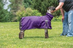 Weaver Livestock ProCool Reflective Piping Sheep Blanket, Purple, Medium slide 2 of 9