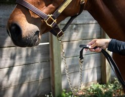 Ace Equestrian Pro4mance Com4rt Grip Horse Lead with Chain, Black slide 1 of 5