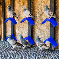 Halinfer Lightweight 2-Piece Pigeon Stand, Blue slide 2 of 7