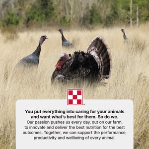Purina Game Bird Starter 30% Protein Crumbles Poultry Feed, 50-lb bag