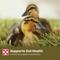 Show in main carousel: Purina 19% Protein Pellets Duck Feed, 40-lb bag slide 7 of 9