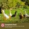 Show in main carousel: Purina 19% Protein Pellets Duck Feed, 40-lb bag slide 8 of 9