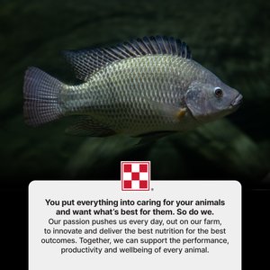 Purina AquaMax Pond Fish 4000 Extruded Fish Food, 50-lb bag