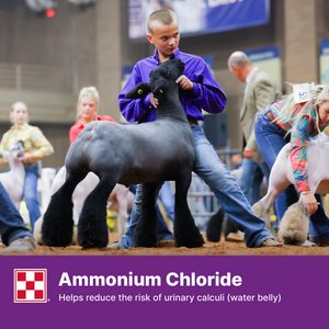 Purina Animal Nutrition Honor Show Showlamb Grower 15% DX Sheep Feed, 50-lb bag