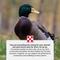 Show in main carousel: Purina 19% Protein Pellets Duck Feed, 40-lb bag slide 9 of 9