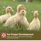 Show in main carousel: Purina 19% Protein Pellets Duck Feed, 40-lb bag slide 6 of 9