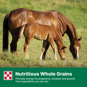 Purina Omolene 300 Mare & Foal Horse Feed, 50-lb bag