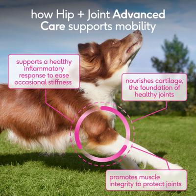 Show full view: Native Pet Hip & Joint Advanced Care Powder Supplement for Dogs, 25.4-oz slide 3 of 11