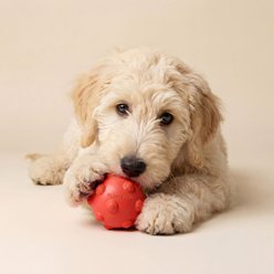 Playology Beef Scented Young & Active Teething Ball Dog Toy, Medium slide 2 of 6