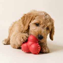 Playology Beef Scented Young & Active Teething Bounce Ball Dog Toy, Medium slide 2 of 6