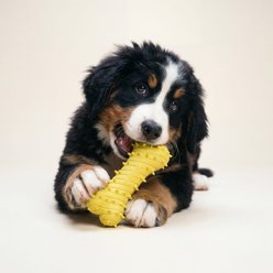 Playology Chicken Scented Young & Active Teething Bone Dog Toy, Jumbo slide 2 of 6