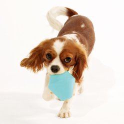 Playology Peanut Butter Scented Squeaky Chew Cone Dog Toy, Jumbo slide 2 of 6