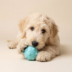 Playology Peanut Butter Scented Young & Active Teething Ball Dog Toy, Medium slide 2 of 6