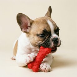 Playology Beef Scented Young & Active Teething Bone Dog Toy, Small slide 2 of 7
