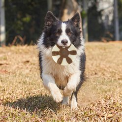 Kseroo Frisbee Edible Leather & Durable Nylon Dual-Material Dog Chew Toy, Brown/White, Small slide 2 of 6