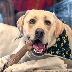 Caitec Bonetics Wood Scent Stick Tough Dog Chew Toy, X-Large slide 2 of 5