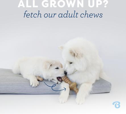 Show full view: Benebone Bacon Flavor Tough Puppy Chew Toy, 2 count slide 7 of 11
