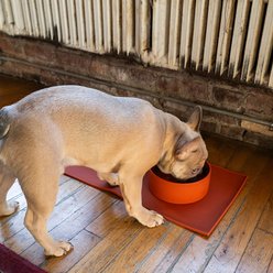 Houndstone The Pony Dishwasher Safe Silicone Dog Bowl, Medium, Pink slide 2 of 9